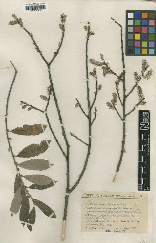 Salix cinerea L. - BM001046207