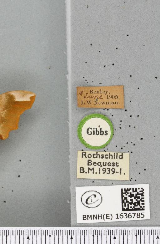 Mimas tiliae ab. rufobrunea Lenz, 1925 - BMNHE_1636785_label_205070