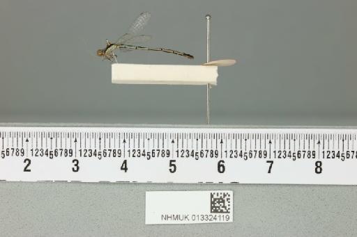 Agriocnemis naia Fraser, 1923 - 013324119_lateral