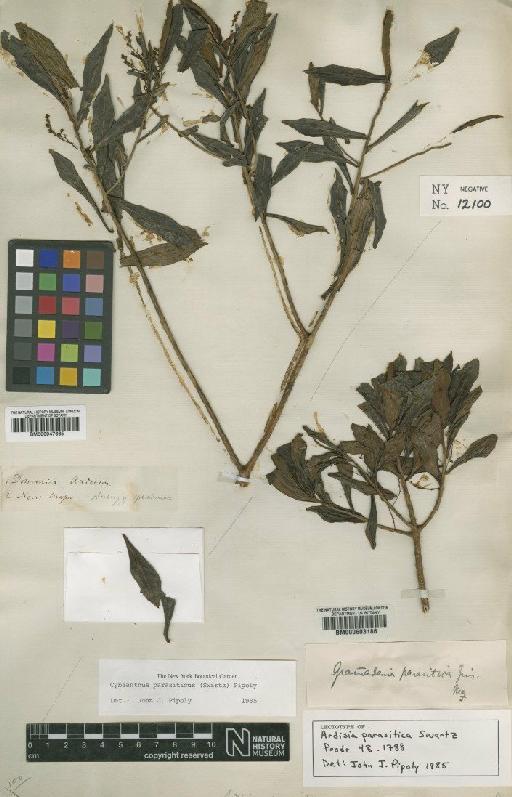 Cybianthus parasiticus (Sw.) Pipoly - BM000947665