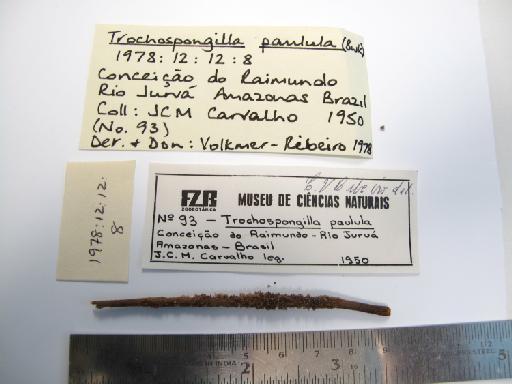 Trochospongilla paulula (Bowerbank, 1863) - 1978.12.12.8 (pic 2)