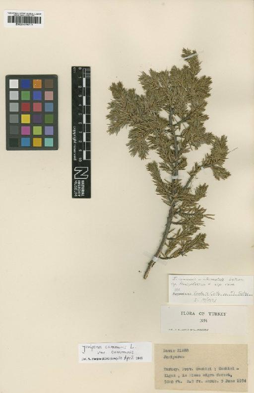 Juniperus communis L. - BM001066275