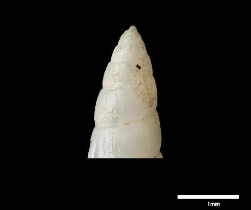 Odostomia major subterclass Tectipleura Melvill & Standen, 1901 - 1901.12.9.165C