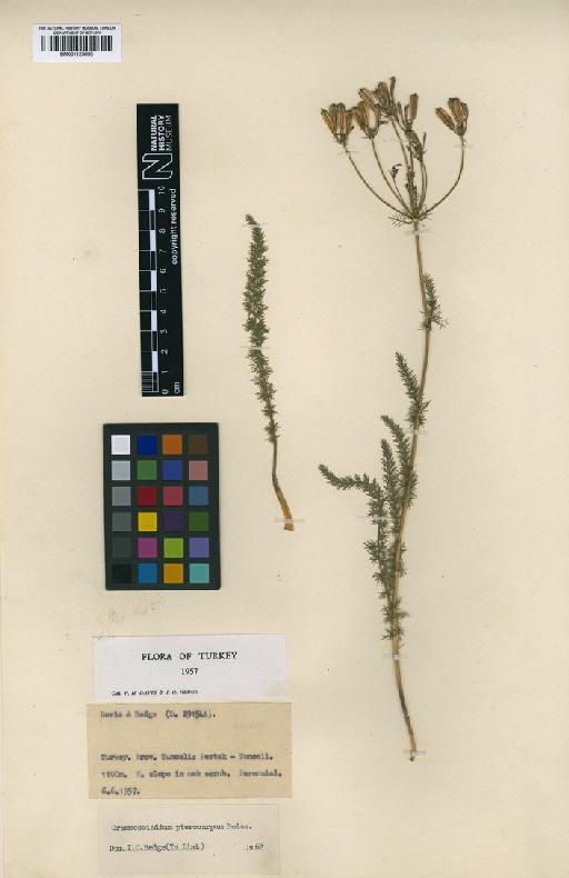 Grammosciadium pterocarpum Boiss - BM001125695