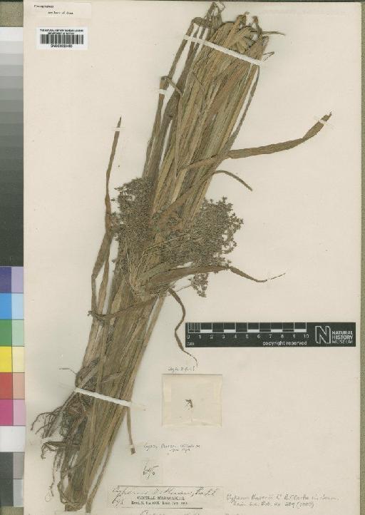 Cyperus baronii C.B.Clarke - BM000922483