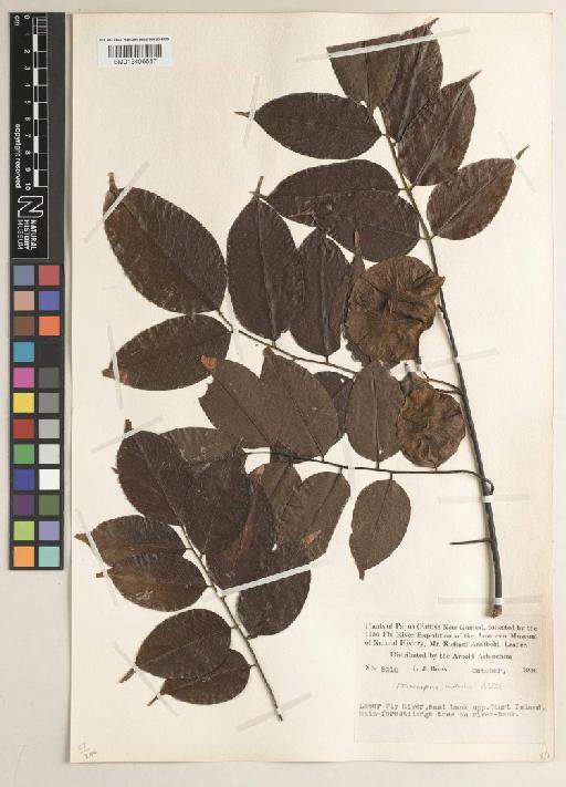 Pterocarpus indicus f. indicus - BM013406687