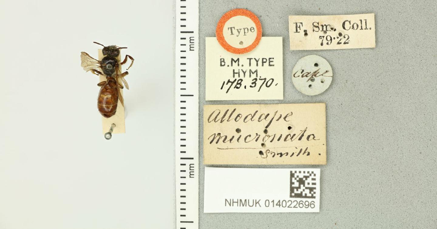 Allodape mucronata