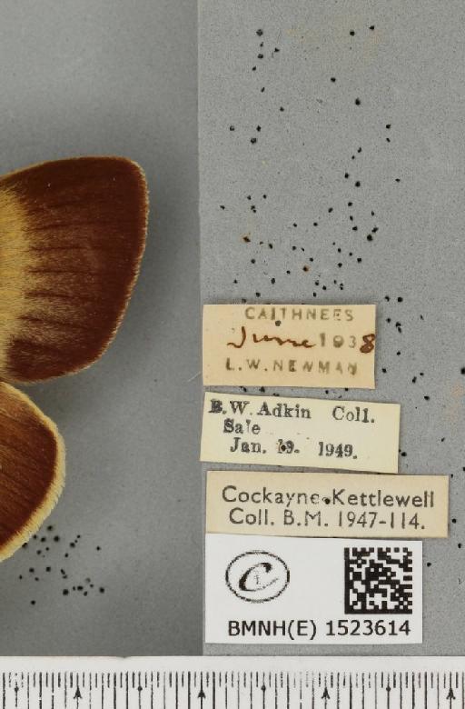 Lasiocampa quercus callunae ab. olivaceofasciata Cockerell, 1889 - BMNHE_1523614_label_193448