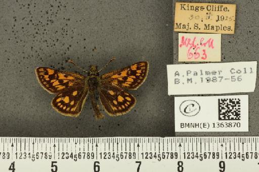 Carterocephalus palaemon (Pallas, 1771) - BMNHE_1363870_176185