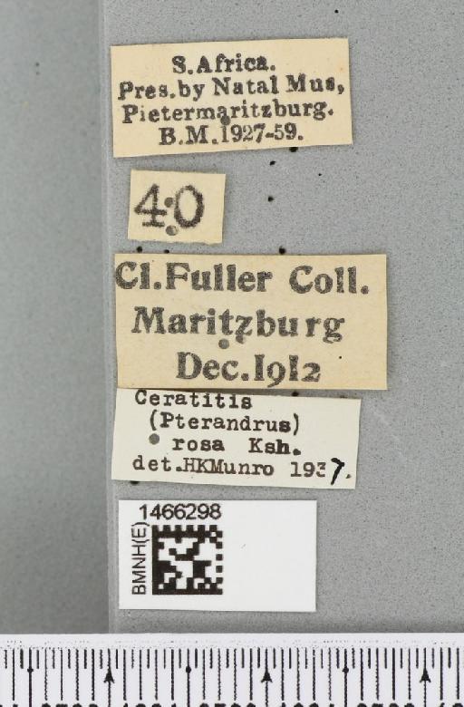 Ceratitis (Pterandrus) quilicii De Meyer et al., 2016 - BMNHE_1466298_label_26902