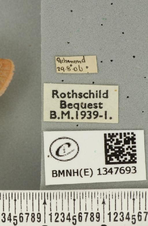 Triodia sylvina (Linnaeus, 1761) - BMNHE_1347693_label_185900