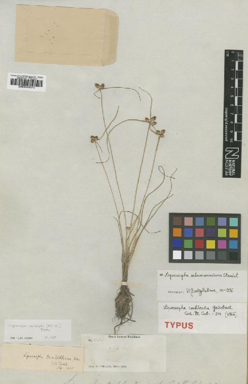 Lipocarpha salzmanniana Steud - BM000938373