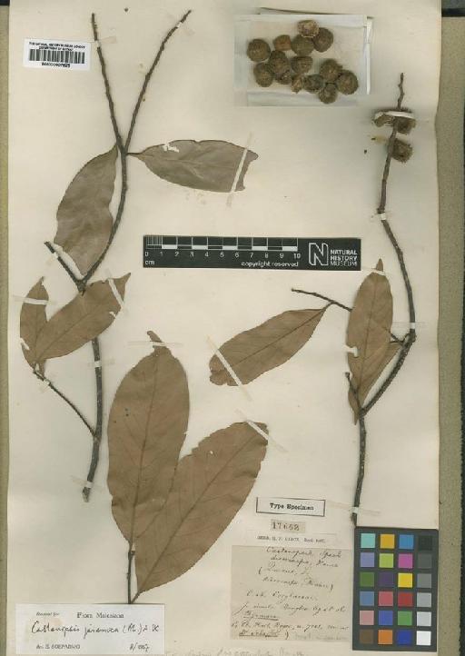 Castanopsis javanica (Blume) A.DC. - BM000907525