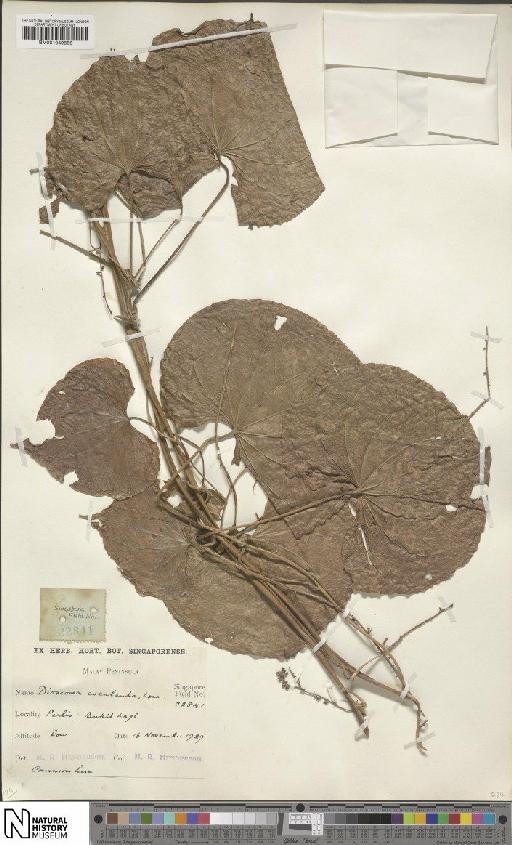 Dioscorea esculenta (Lour.) Burkill - BM001049856