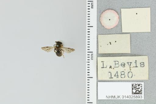 Pseudapis bevisiana (Cockerell, 1917) - 014025893_additional