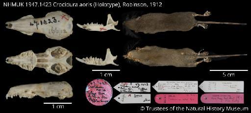 Crocidura aoris Robinson 1912 - NHMUK 1947.1423 Crocidura aoris