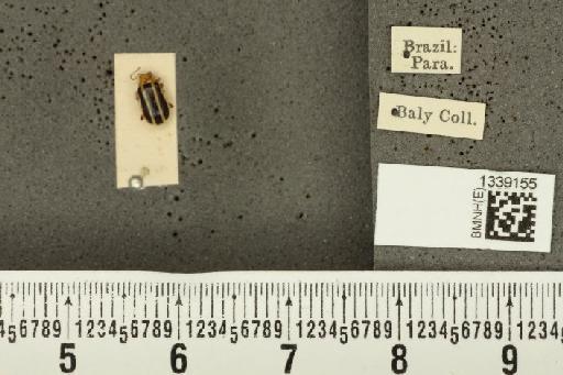 Acalymma bivittulum amazonum Bechyné, 1958 - BMNHE_1339155_20527