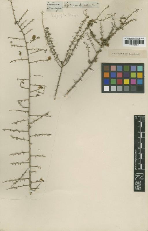 Lycium tenuispinosum Miers - BM000992171