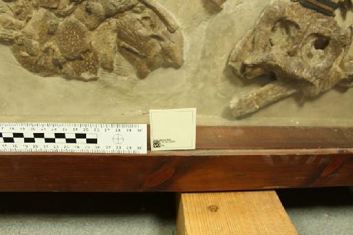 Pholidosaurus decipiens Watson 1911 - 010037922_L010093277_(3)