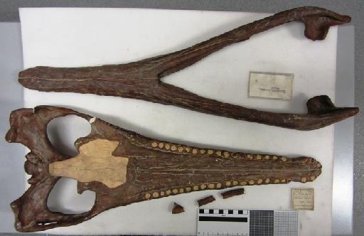 Teleidosaurus calvadosi Deslongchamps, 1866 - PV R 2681 Teleidosaurus calvadosi plastotype ventral