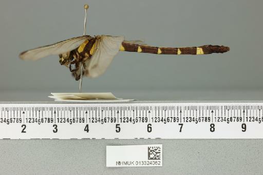 Lamelligomphus hongkongensis Wilson, 1995 - 013324052_lateral