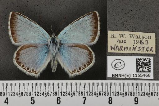 Lysandra coridon ab. ultrafowleri Bright & Leeds, 1938 - BMNHE_1155466_106734