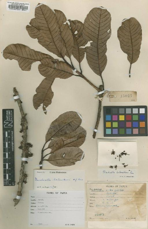 Pichonia hochreutineri (H.J.Lam) Swenson - BM000057891