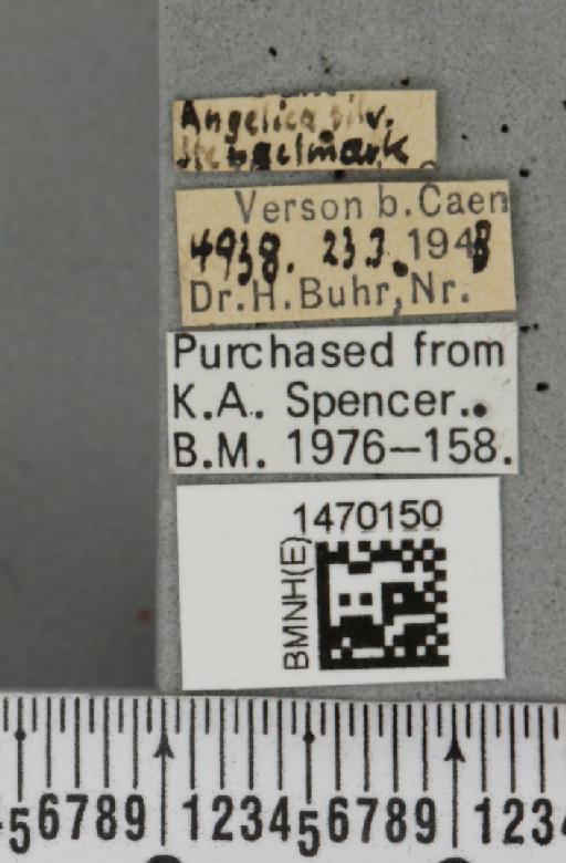 Melanagromyza angeliciphaga Spencer, 1969 - BMNHE_1470150_label_44700
