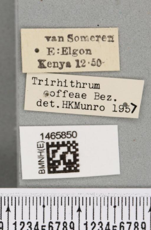 Trirhithrum coffeae Bezzi, 1918 - BMNHE_1465850_label_27127