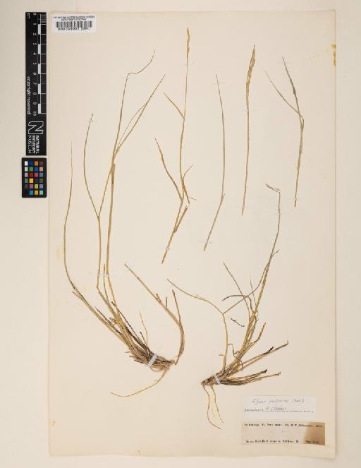 Elymus hispidus subsp. podperae (Nábělek) Melderis - 000064003