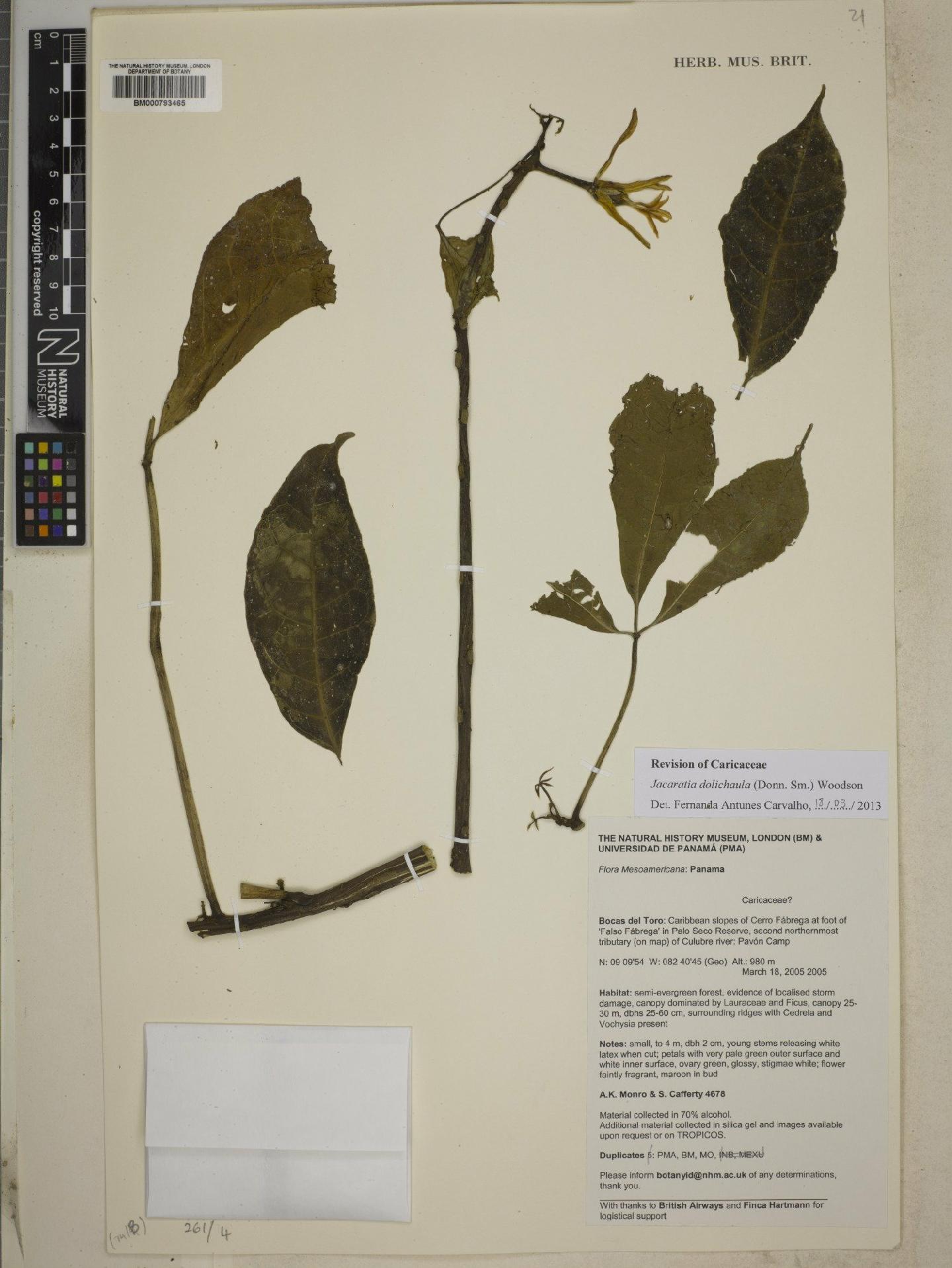 To NHMUK collection (Caricaceae Dumort.; NHMUK:ecatalogue:4606758)