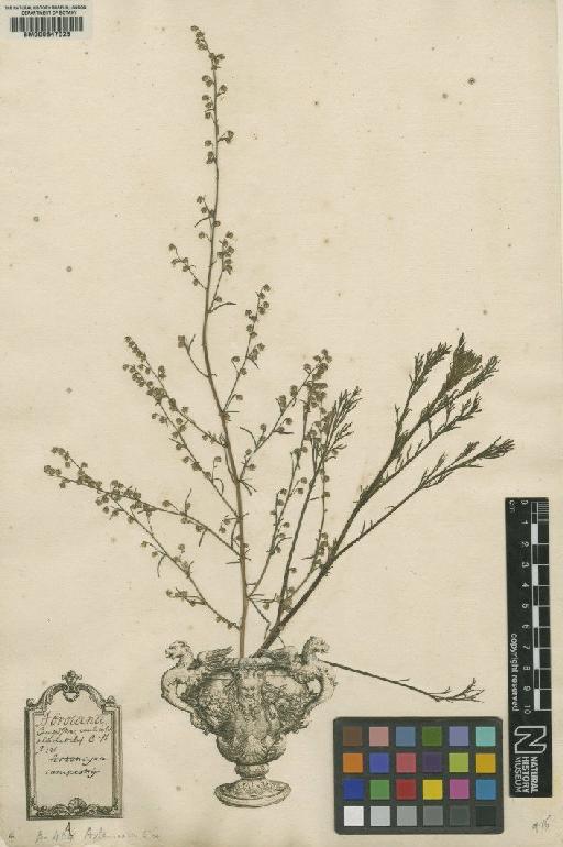 Artemisia campestris L. - BM000647025