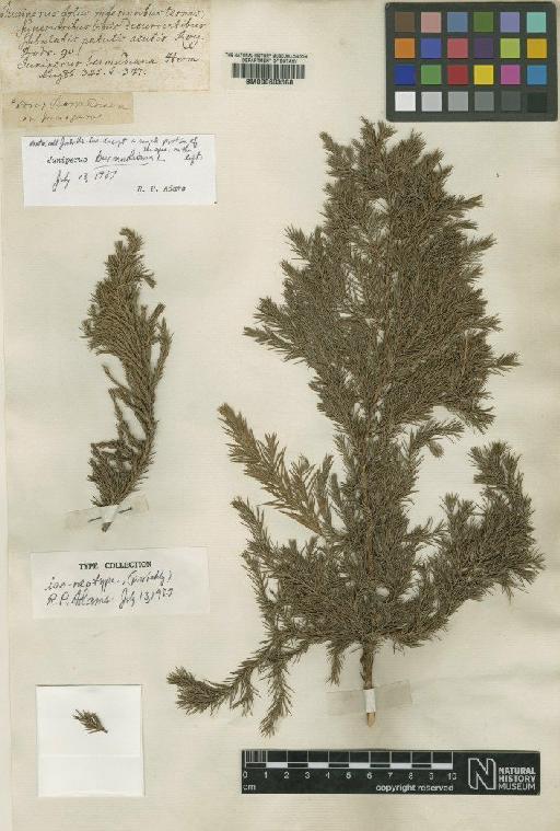 Juniperus bermudiana L. - BM000603568