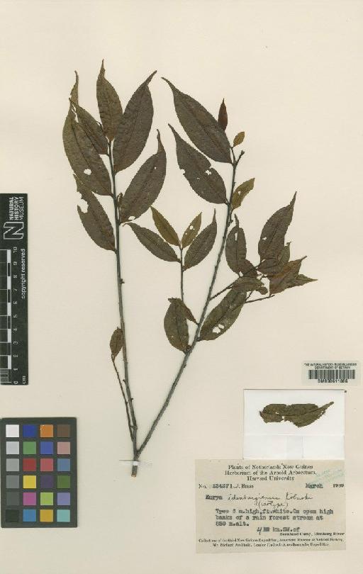 Eurya idenburgiensis Kobuski - BM000611866