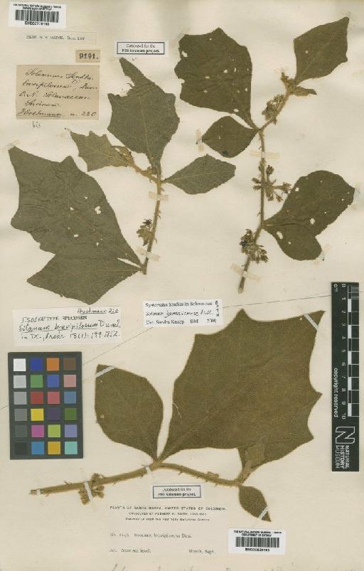 Solanum jamaicense Mill. - BM000839464