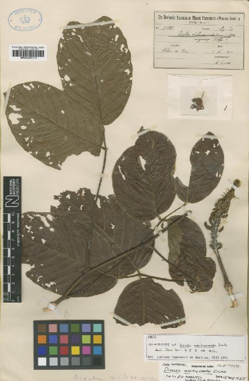 Dioclea malacocarpa Ducke - BM000931774