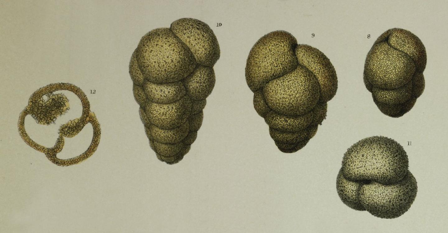 To NHMUK collection (Verneuilina propinqua Brady, 1884; Syntype; NHMUK:ecatalogue:3093438)