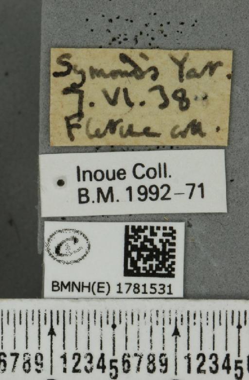 Venusia blomeri (Curtis, 1832) - BMNHE_1781531_label_364516