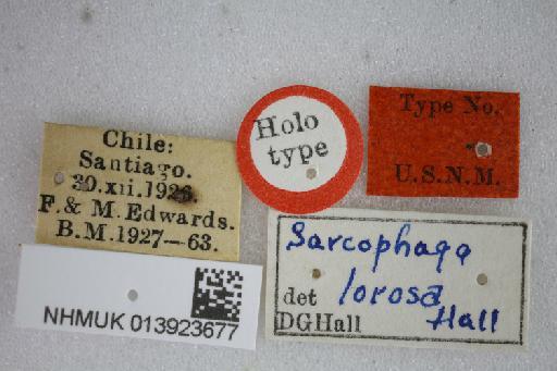 Sarcophaga (Mehria) lorosa Hall, 1937 - Sarcophaga lorosa HT labels