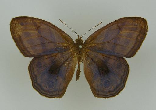 Euptychia ayaya Butler, 1867 - BMNH(E)_ 1266944_Magneuptychia_(Euptychia)_iris_ayaya_Butler_HT_male_ (2)
