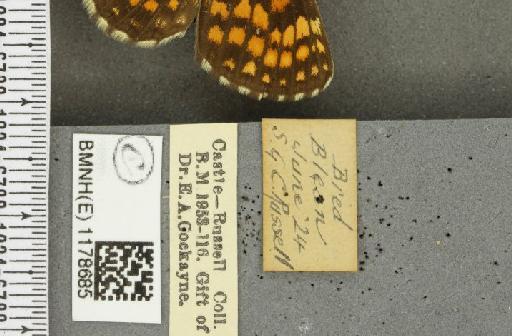 Melitaea athalia ab. atrovittata Turati, 1910 - BMNHE_1178685_label_56404