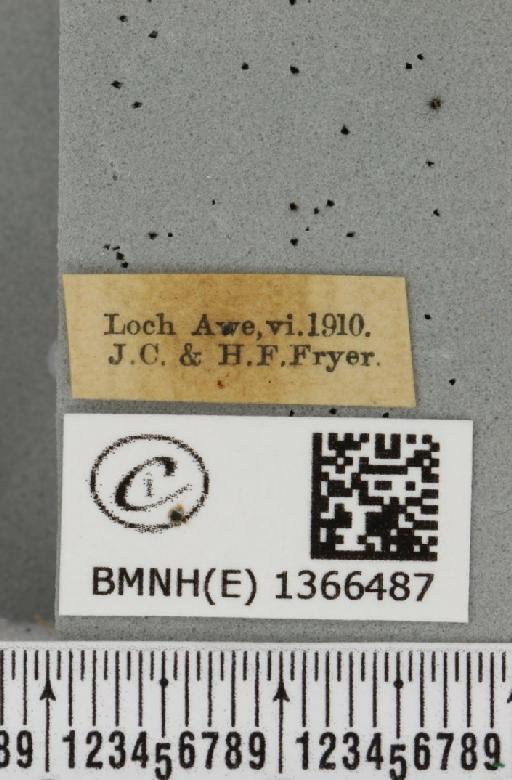 Phymatopus hecta (Linnaeus, 1758) - BMNHE_1366487_label_186757