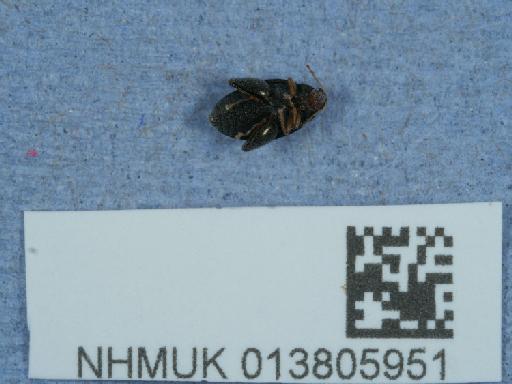Psylliodes (Psylliodes) chrysocephala (Linnaeus, 1758) - 013805951_1