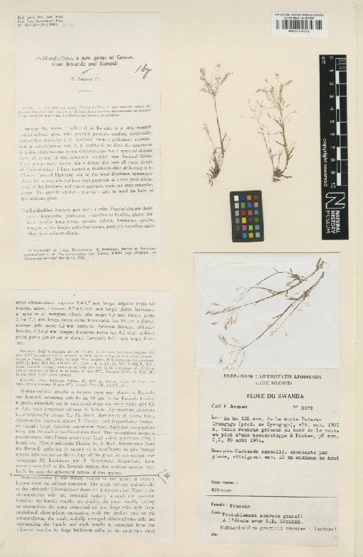Hubbardochloa gracilis Auquier - BM001134219