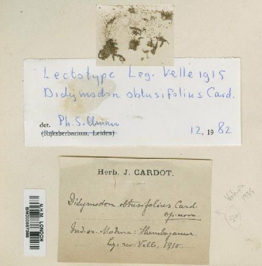 Didymodon obtusifolius Cardot ex Dixon & P.de la Varde - BM000867366
