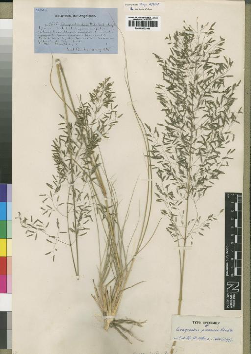 Eragrostis procerior Rendle - BM000922999