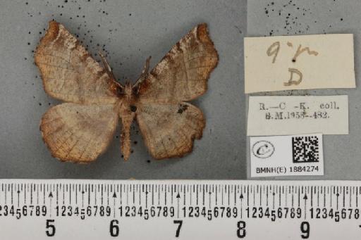 Selenia dentaria (Fabricius, 1775) - BMNHE_1884274_a_444622