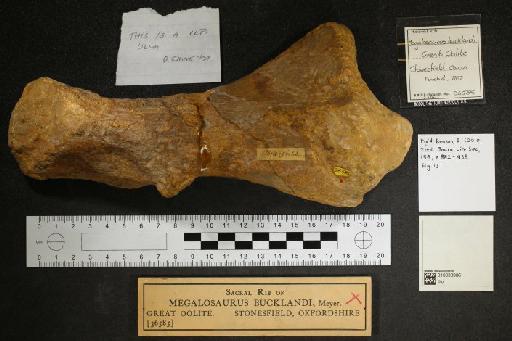 Megalosaurus bucklandii - 010030986_L010093242_(1)