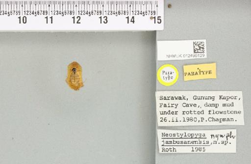 Neostylopyga jambusanensis Roth, 1988 - 012496129_111917_82384