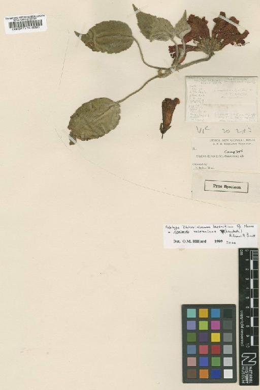 Agalmyla valetoniana (Lauterb.) Hilliard & B.L.Burtt - BM000547774